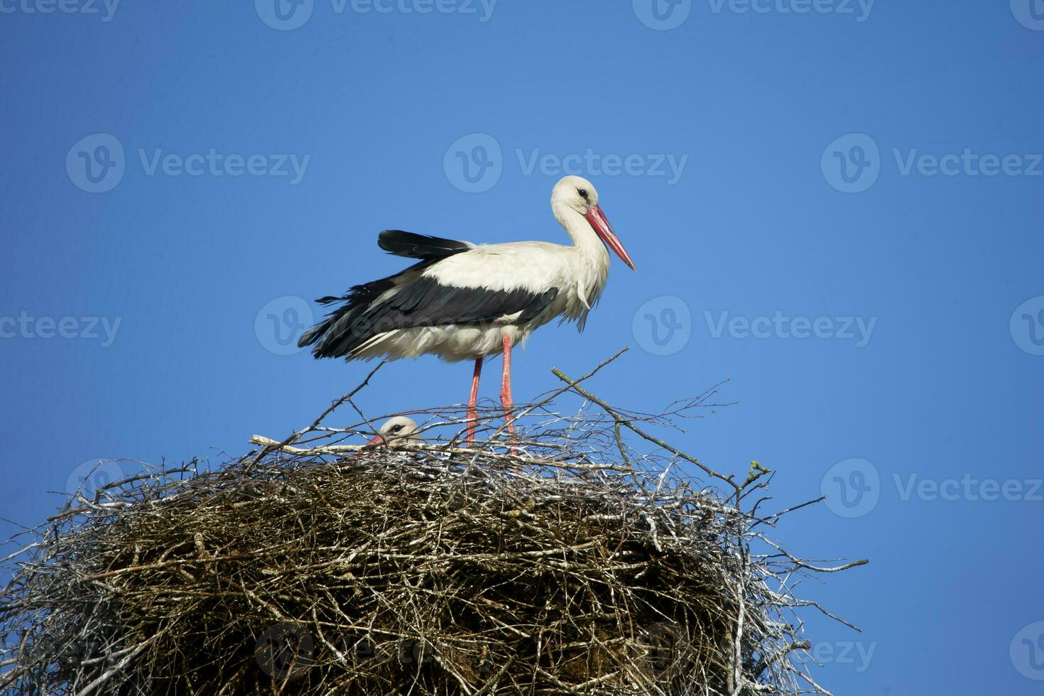 Stork in the nest against the blue sky. photo