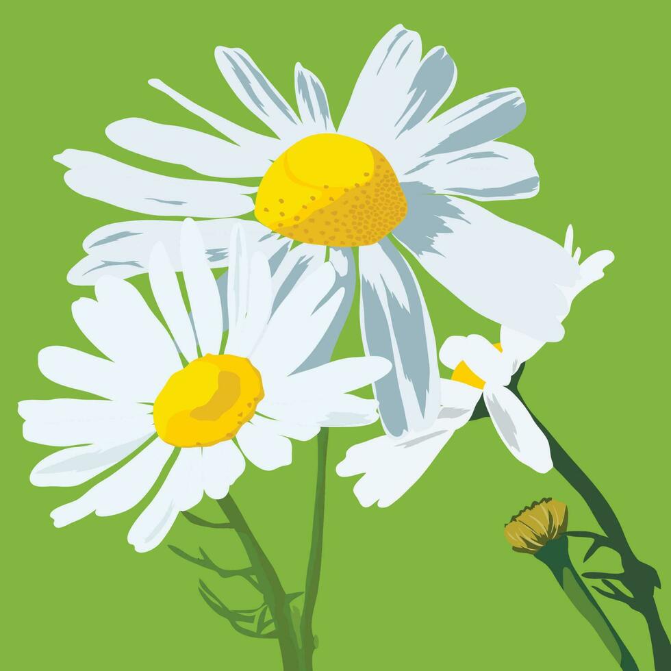 chamomile, romance, medicinal herbs. Poster, postcard, post with chamomile flowers vector