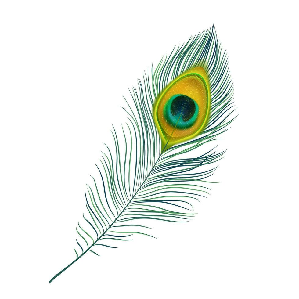 Peacock feather isolated realistic vector icon