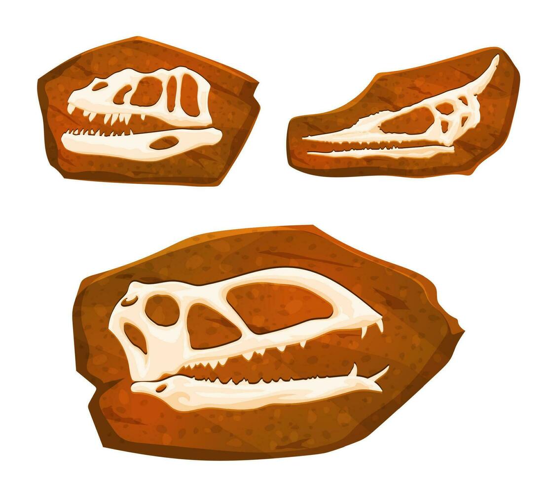 antiguo fósil, dinosaurio calaveras huellas en Roca vector