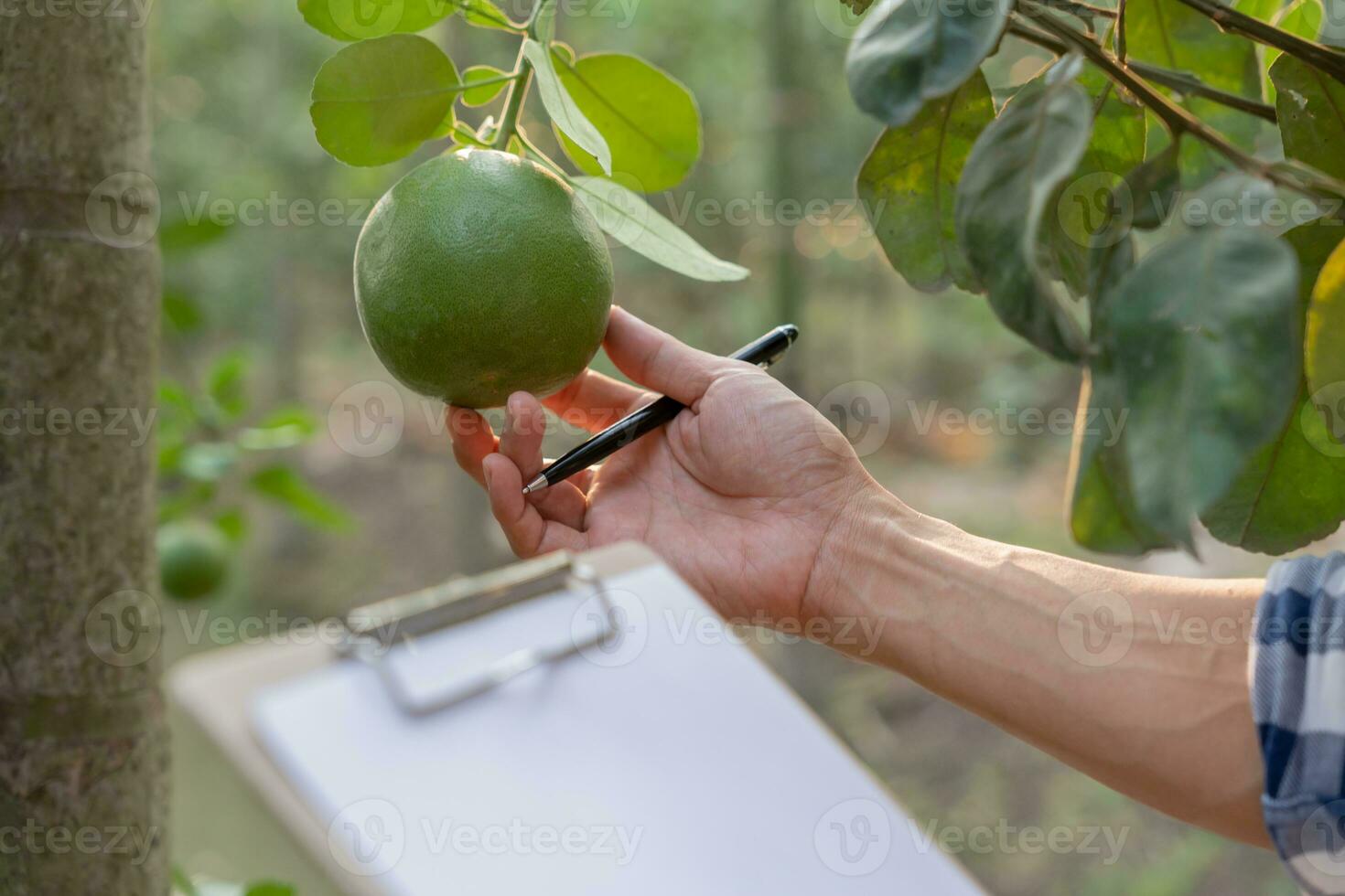 Organic farming, fruit farm. Farmers recheck quality record on data on checklist. Pomelo grow naturally, Ecological Biological, Healthy, Technology, non toxic, harvest, scientific , academic photo