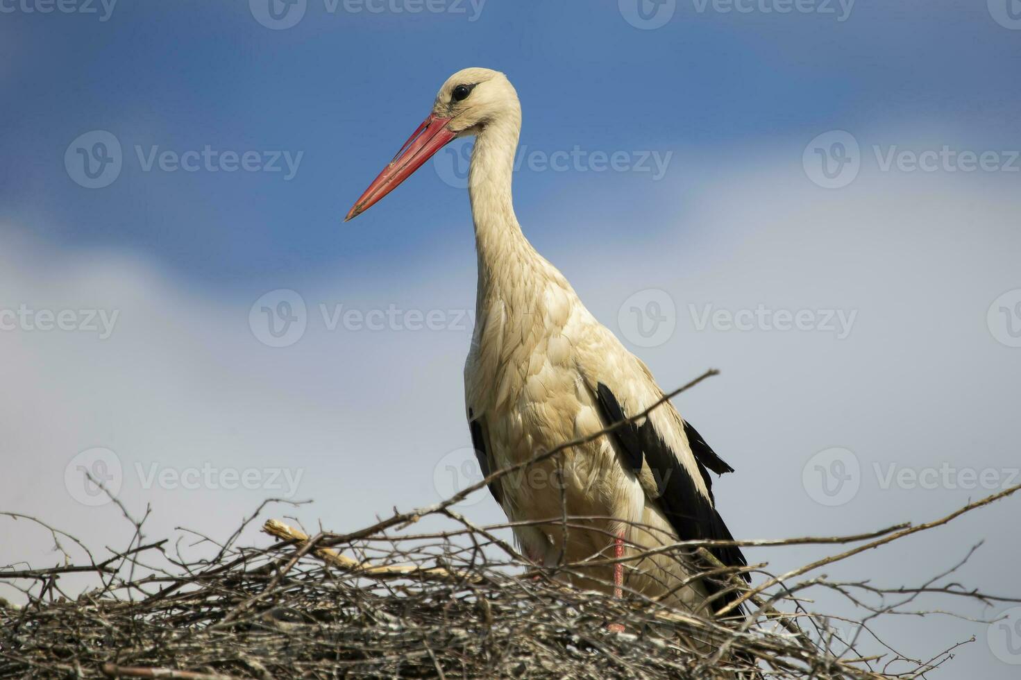 Stork in the nest against the blue sky. photo