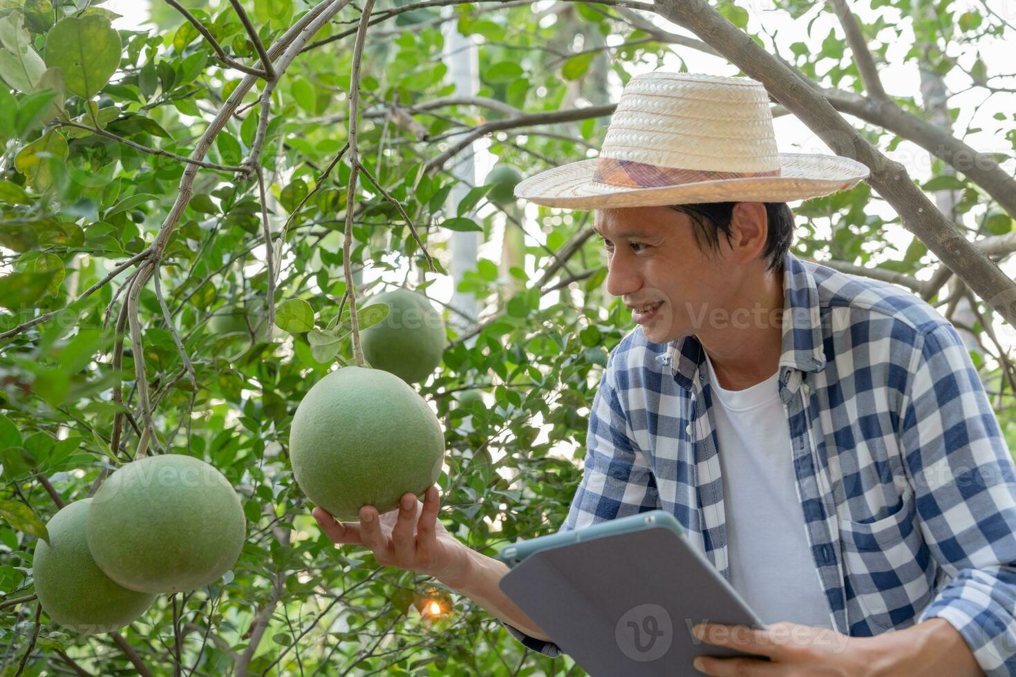 Organic farming, fruit farm. Farmers recheck quality record on