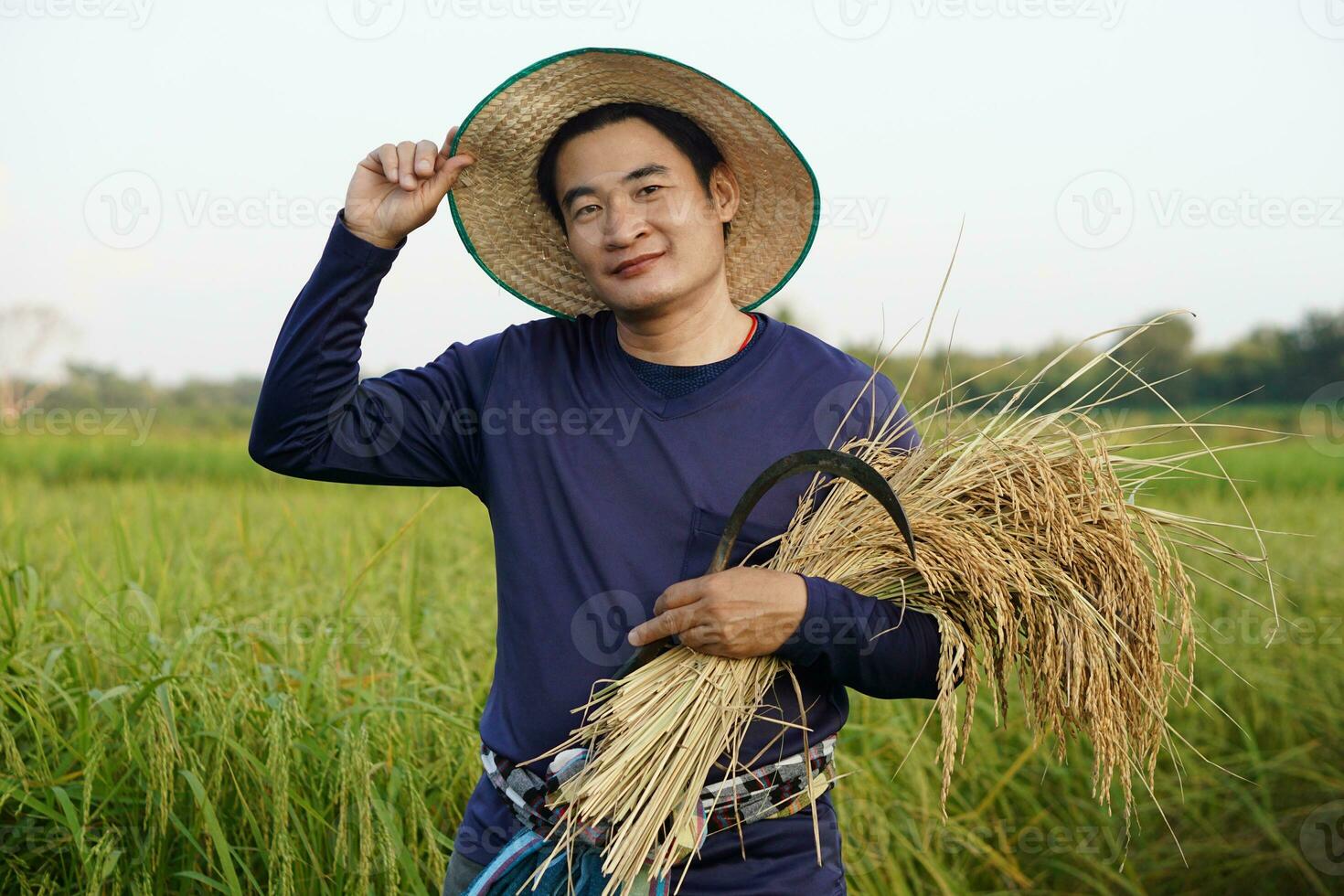Handsome Asian man wears hat, blue shirt is at paddy field, holds sickle and harvest rice.  Concept, agriculture occupation, farmer grow organic rice. photo