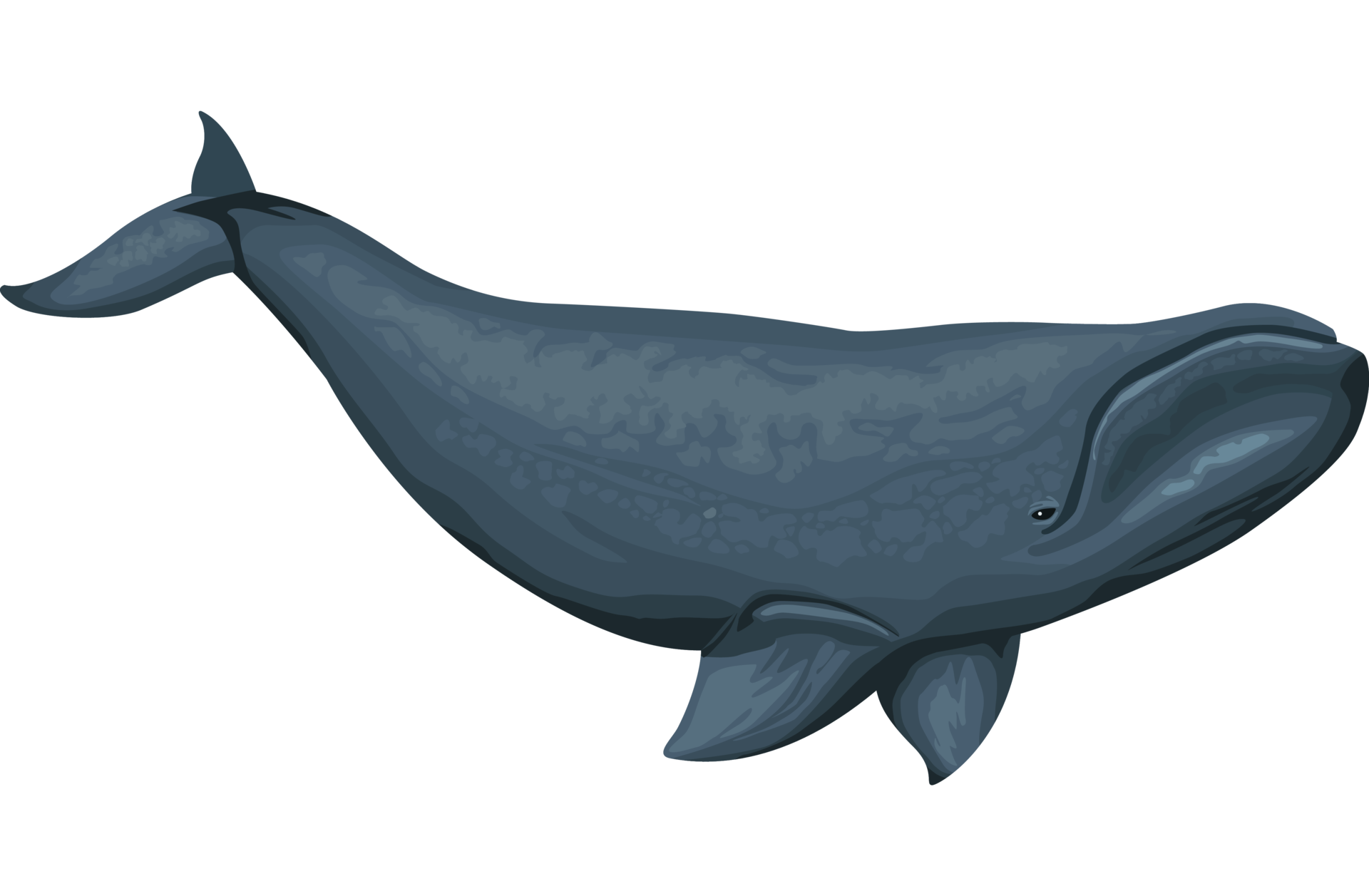 pilot whale sealife 24085494 PNG