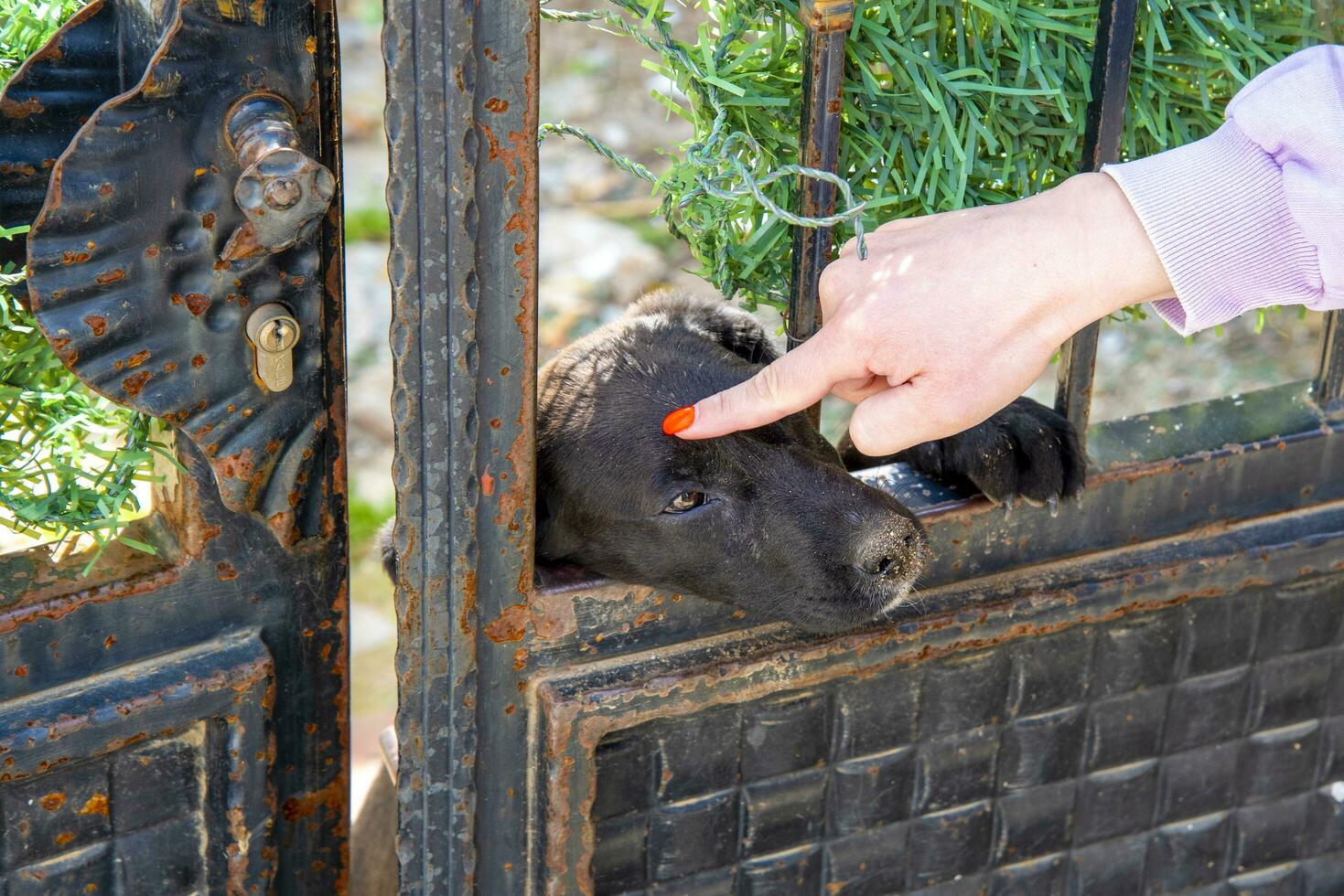 Portrait of a black puppy at a door or fence. photo