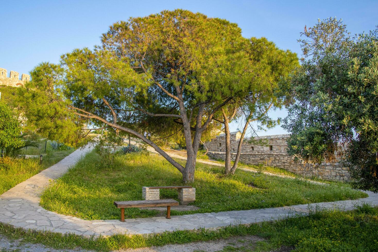 Two benches near a tree and a stone path. photo