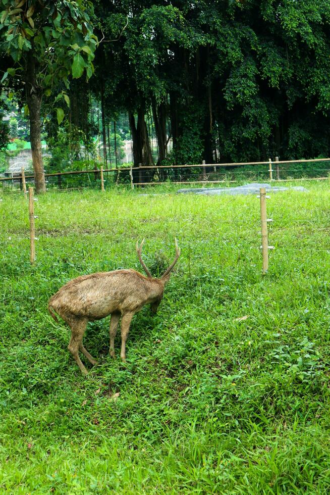 A brown deer with antlers eating grass against a grass background photo