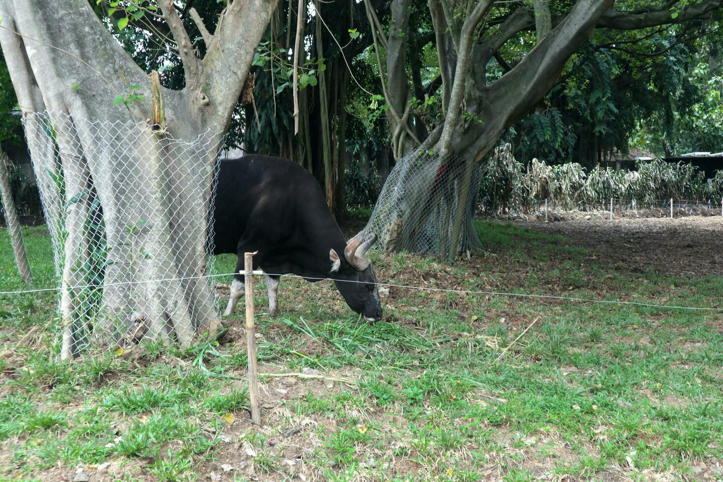 A black bull with horns is eating grass against a backdrop of trees photo