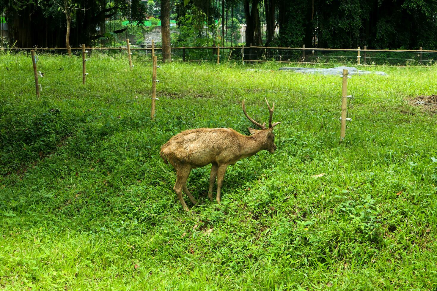 A brown deer with antlers eating grass against a grass background photo