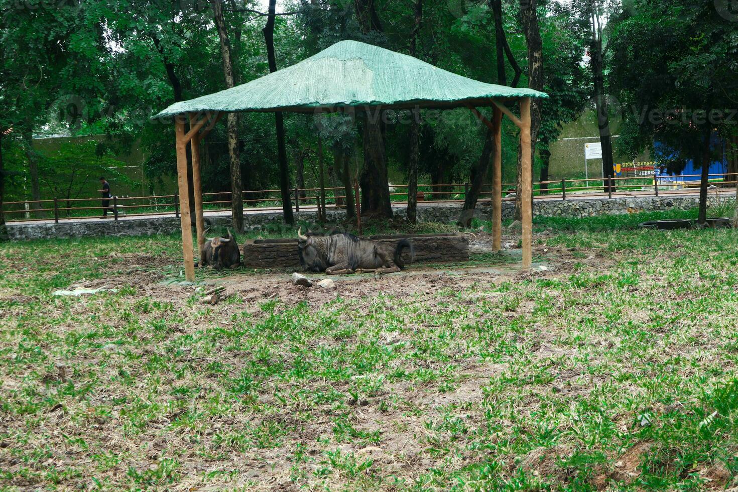 Blue Wildebeest is resting after melting meal photo