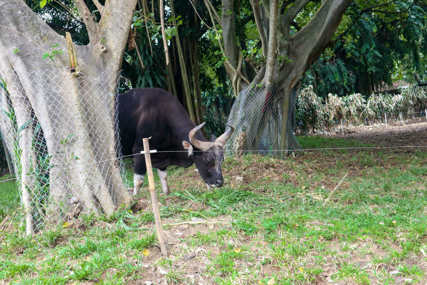 A black bull with horns is eating grass against a backdrop of trees photo