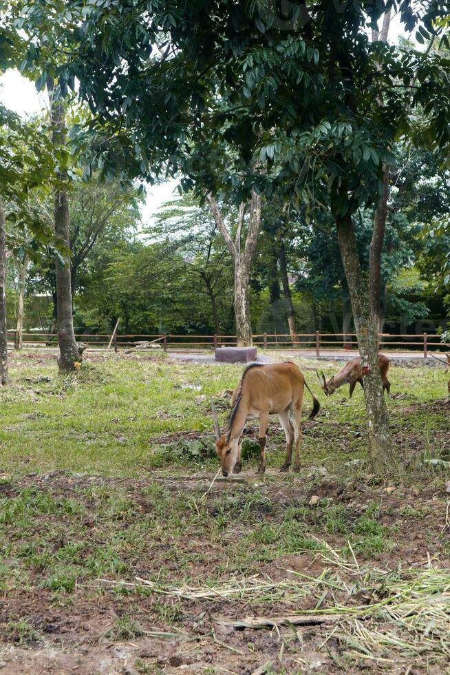 spiral-horned antelope foraging in zoo photo