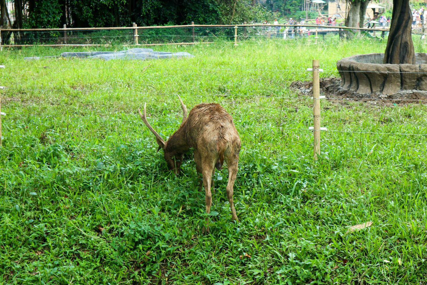 A brown deer with antlers eating grass against a grass background photo