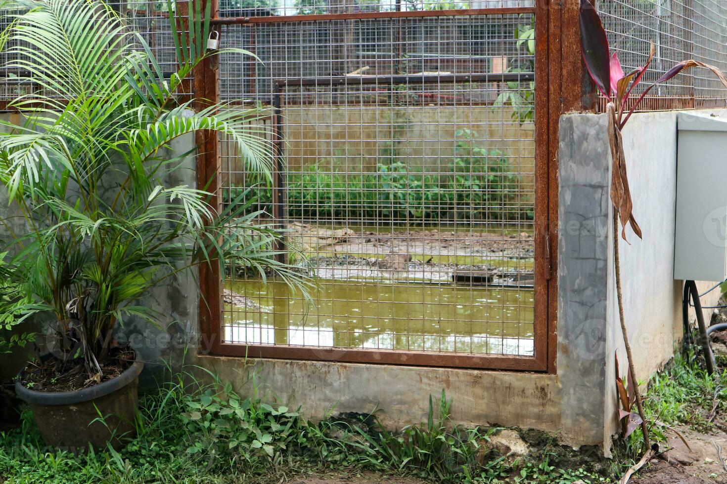 a crocodile that looks like it's peeking behind the fence in the crocodile enclosure photo