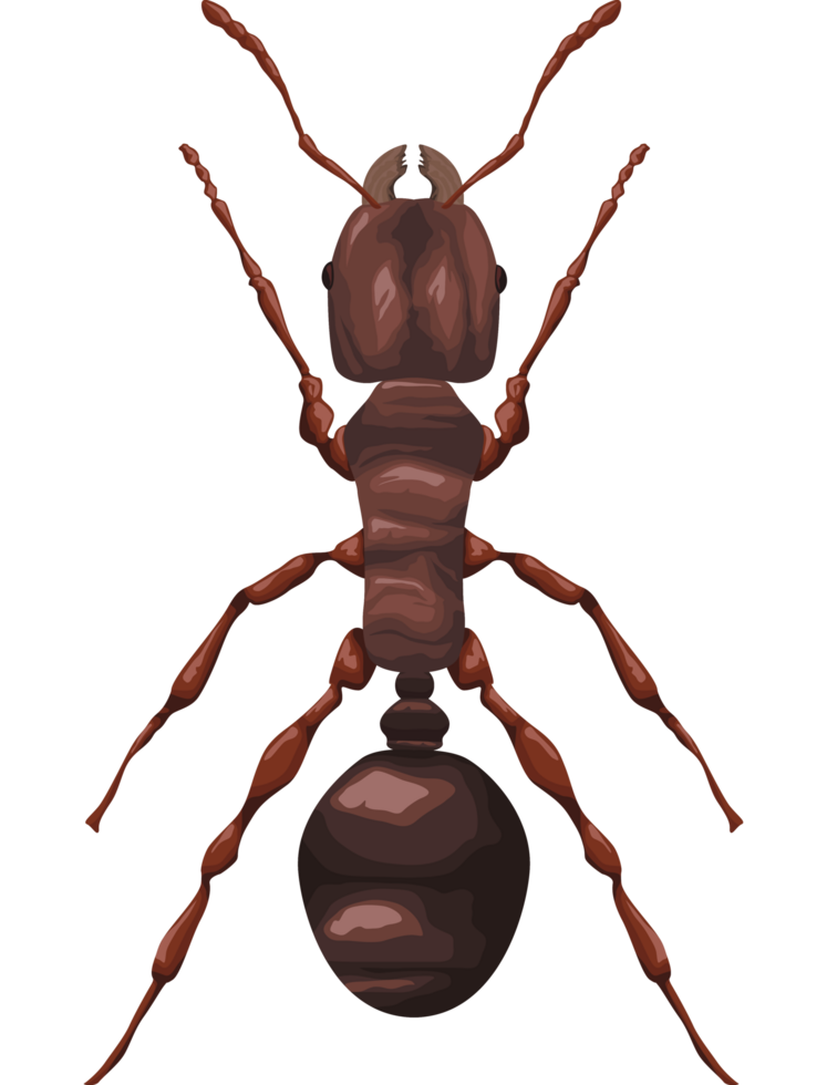 ant garden insect png