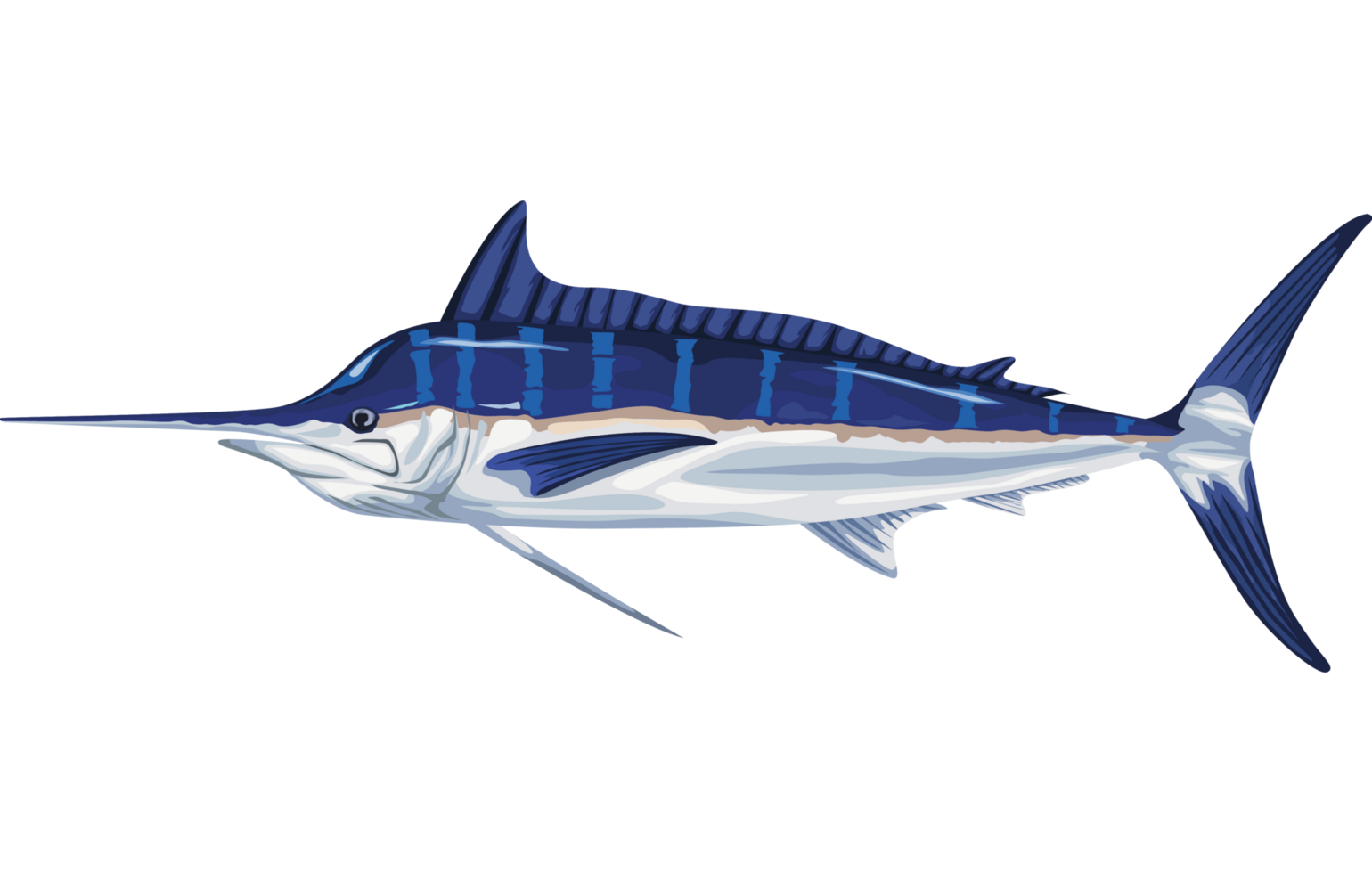 animal de la vie marine marlin png