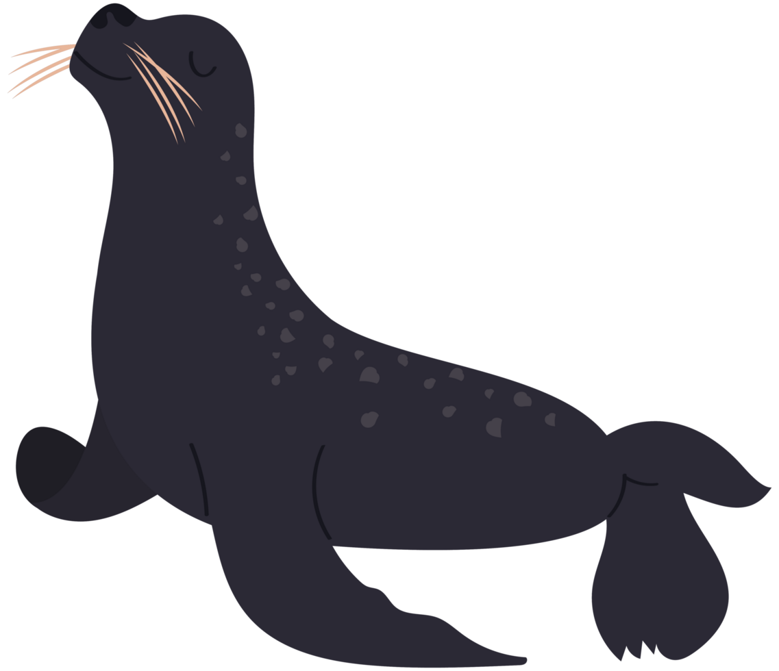 seal sealife animal png