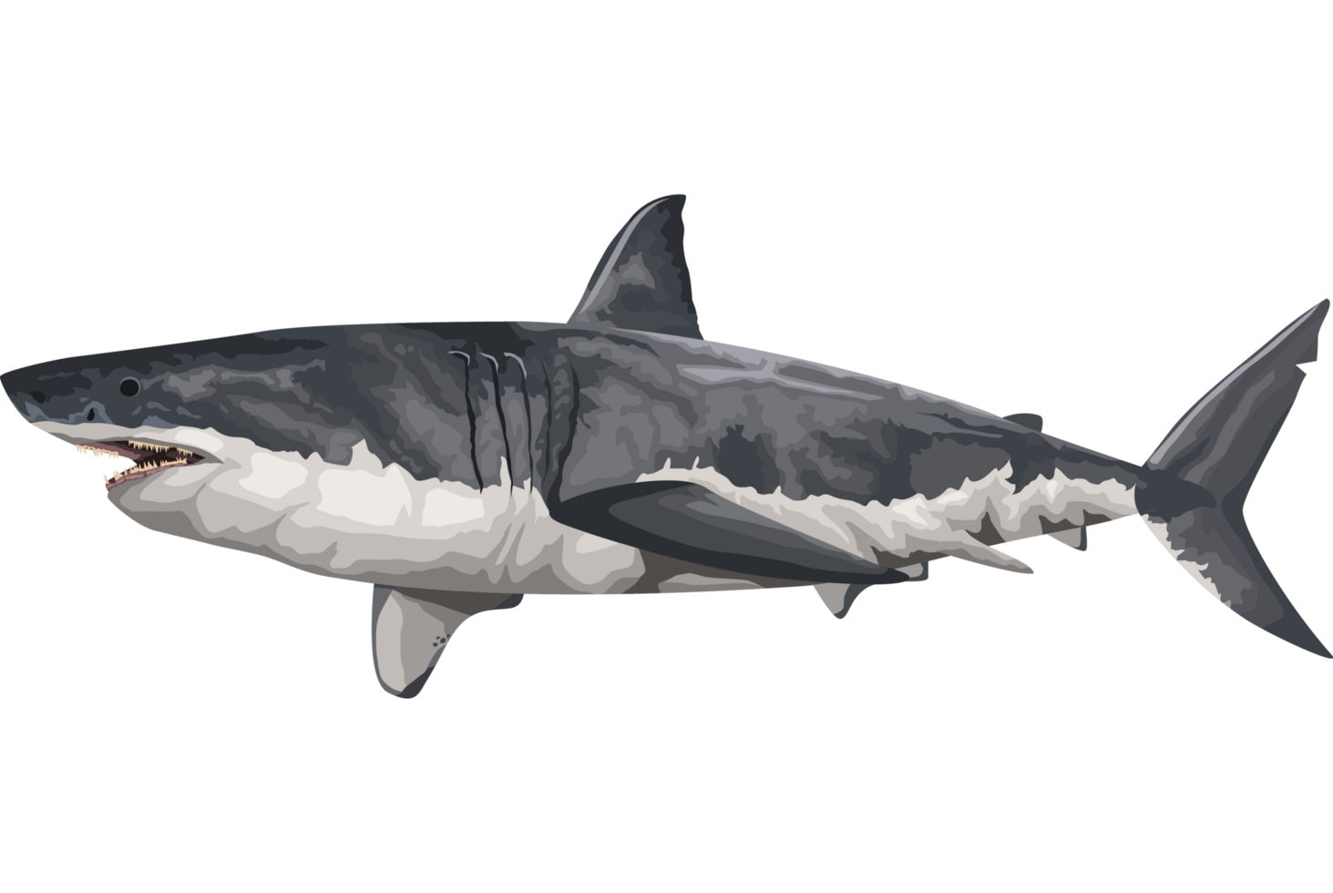 shark marine life animal png