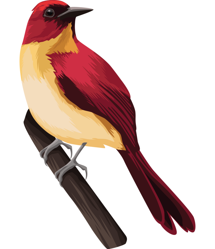 cute red bird in branch png