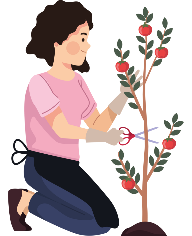 agricultora con planta de tomate png