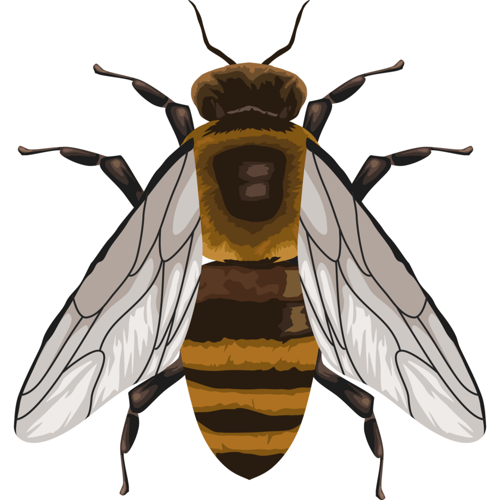 abeja insecto animal png