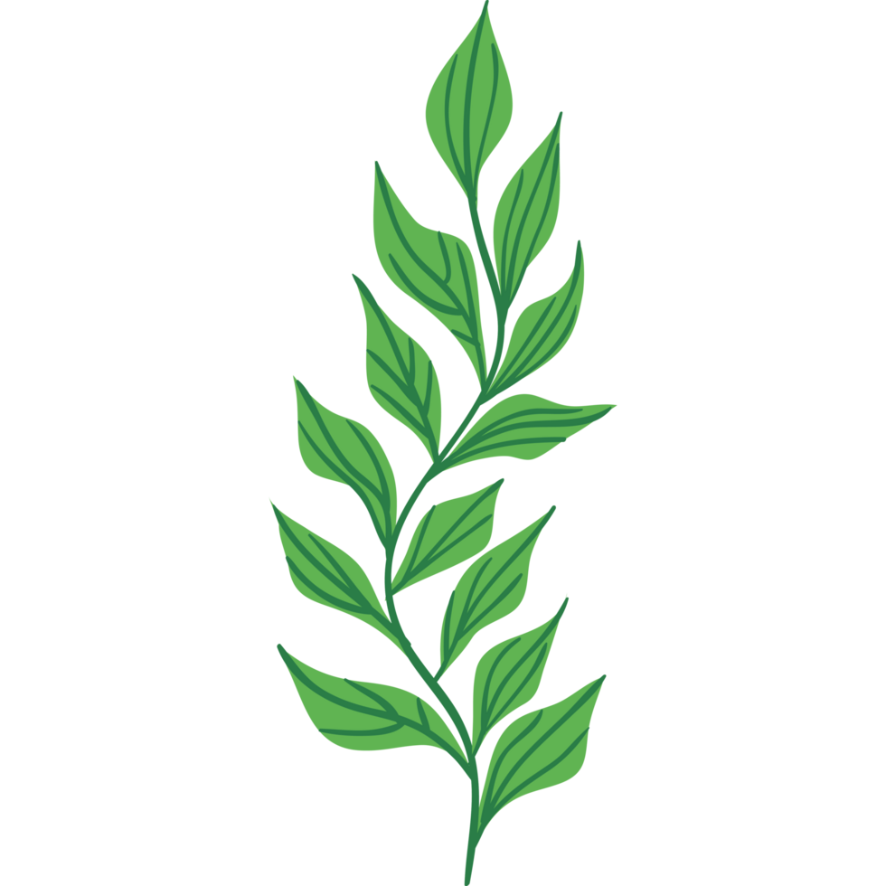 Grün Seetang mit Blätter png
