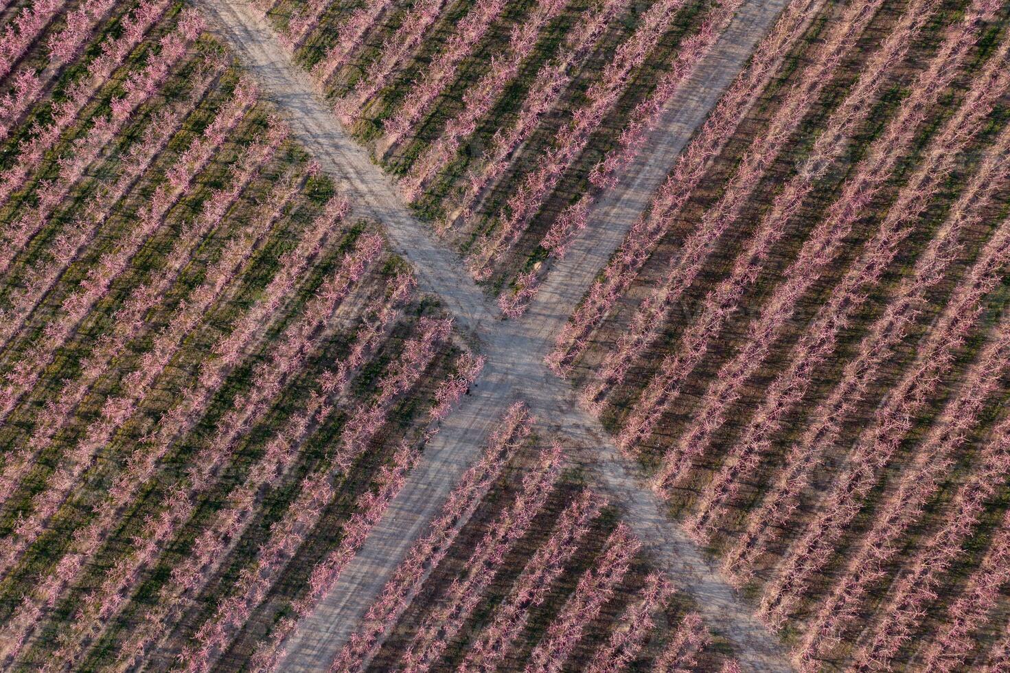 Crossroads in a peach field photo