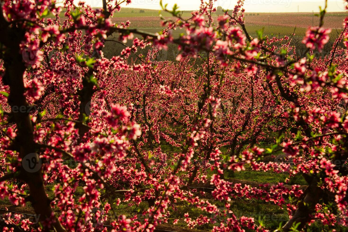 flor de durazno en españa foto