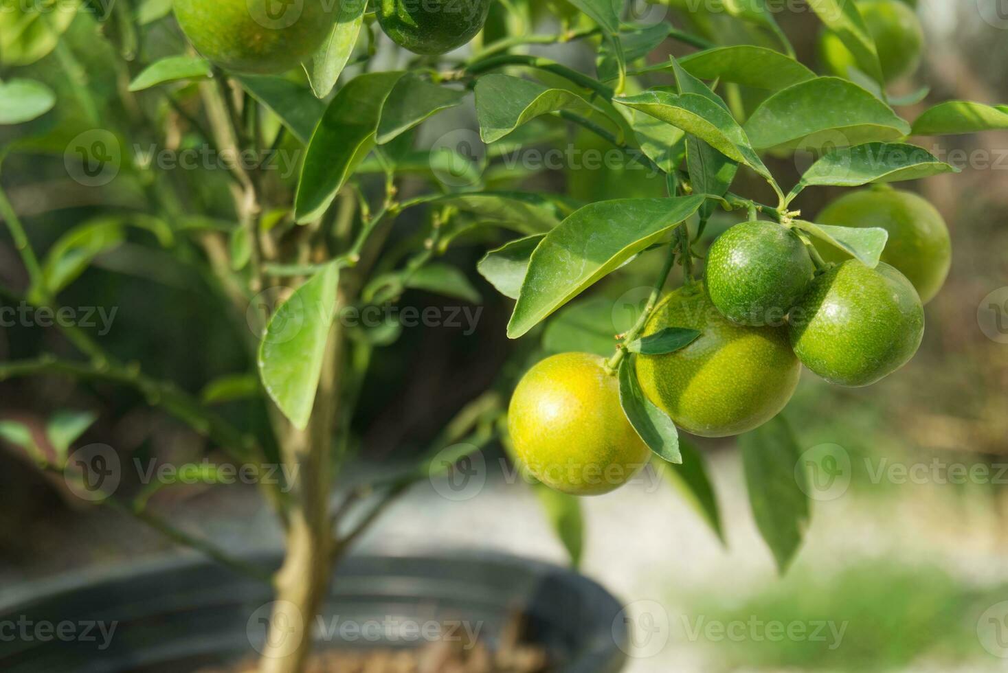orange on tree in spring with leaves blur background photo