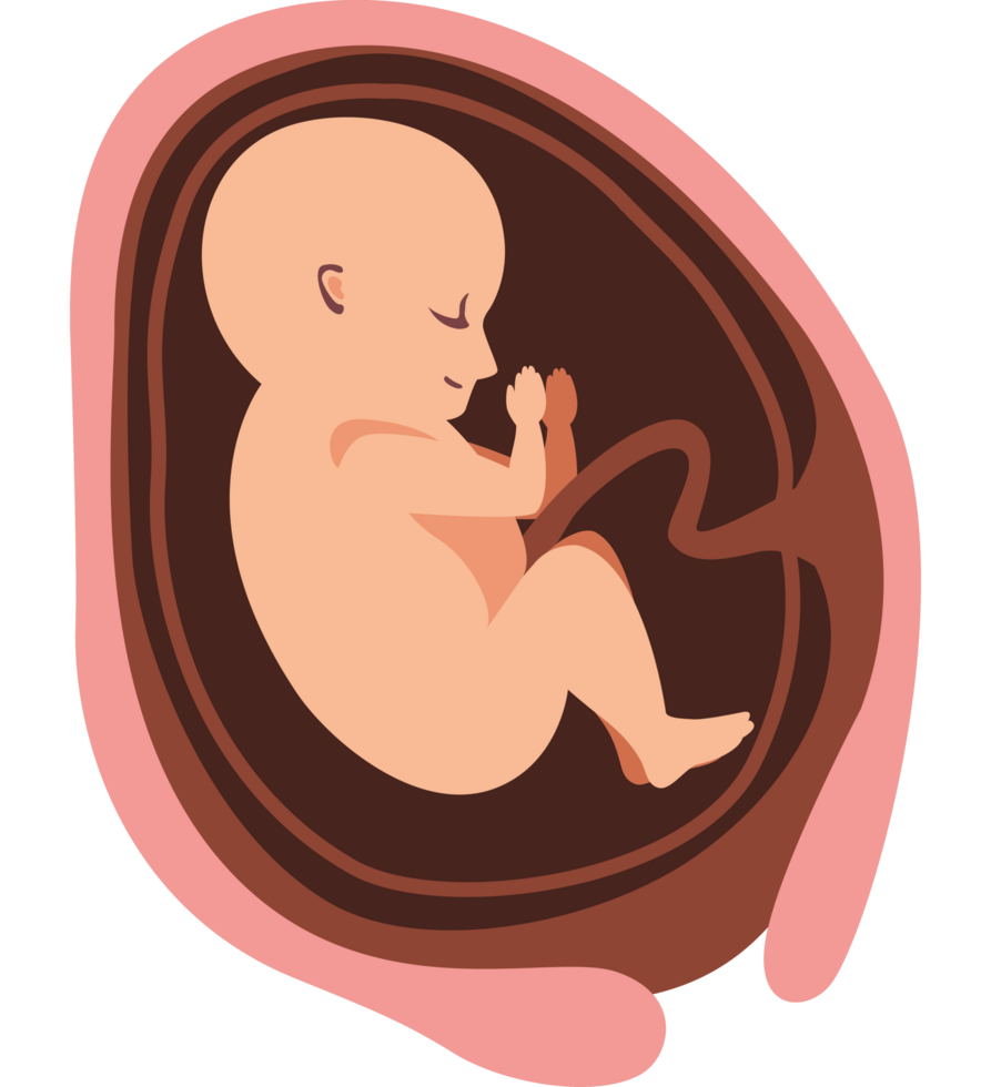 thirty week fetus baby png