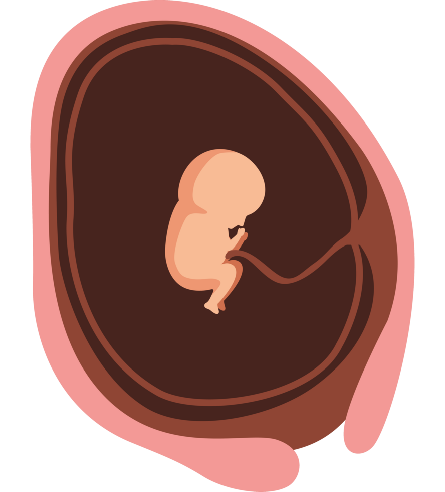 twelve week baby fetus png