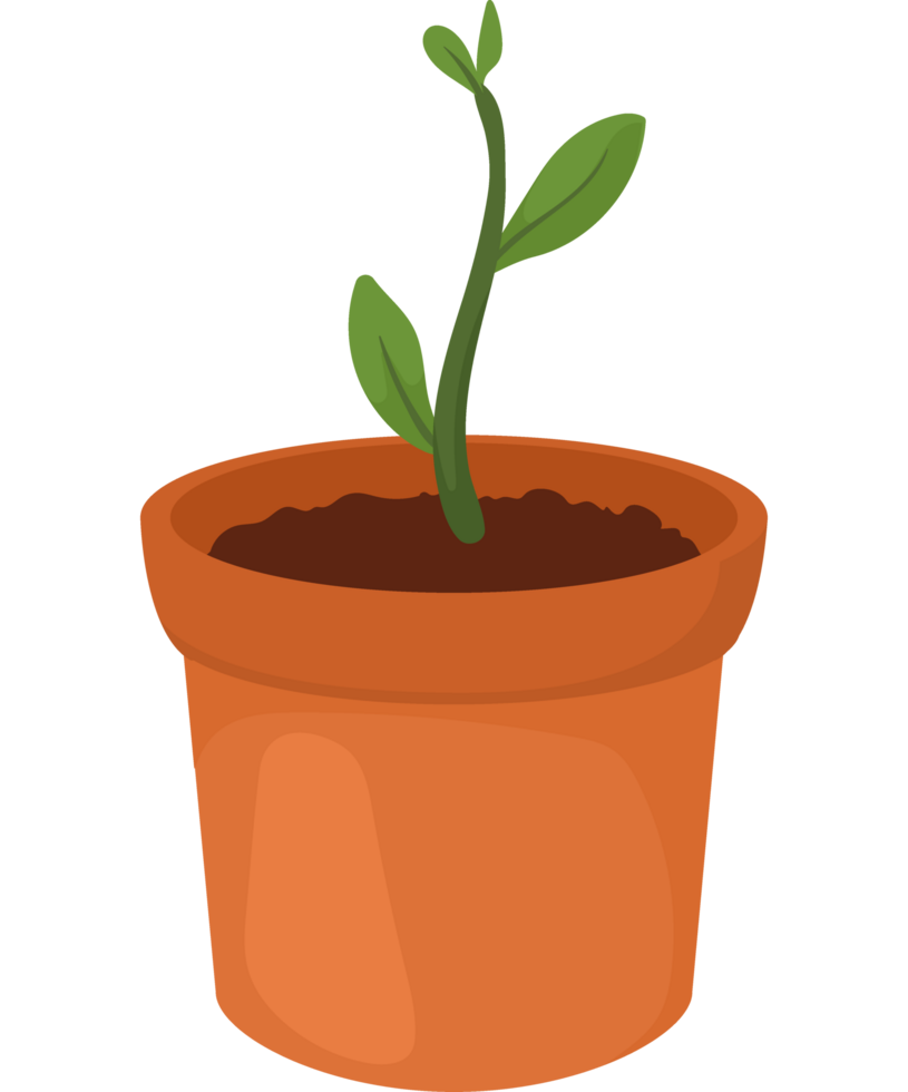 kamerplant in pot png