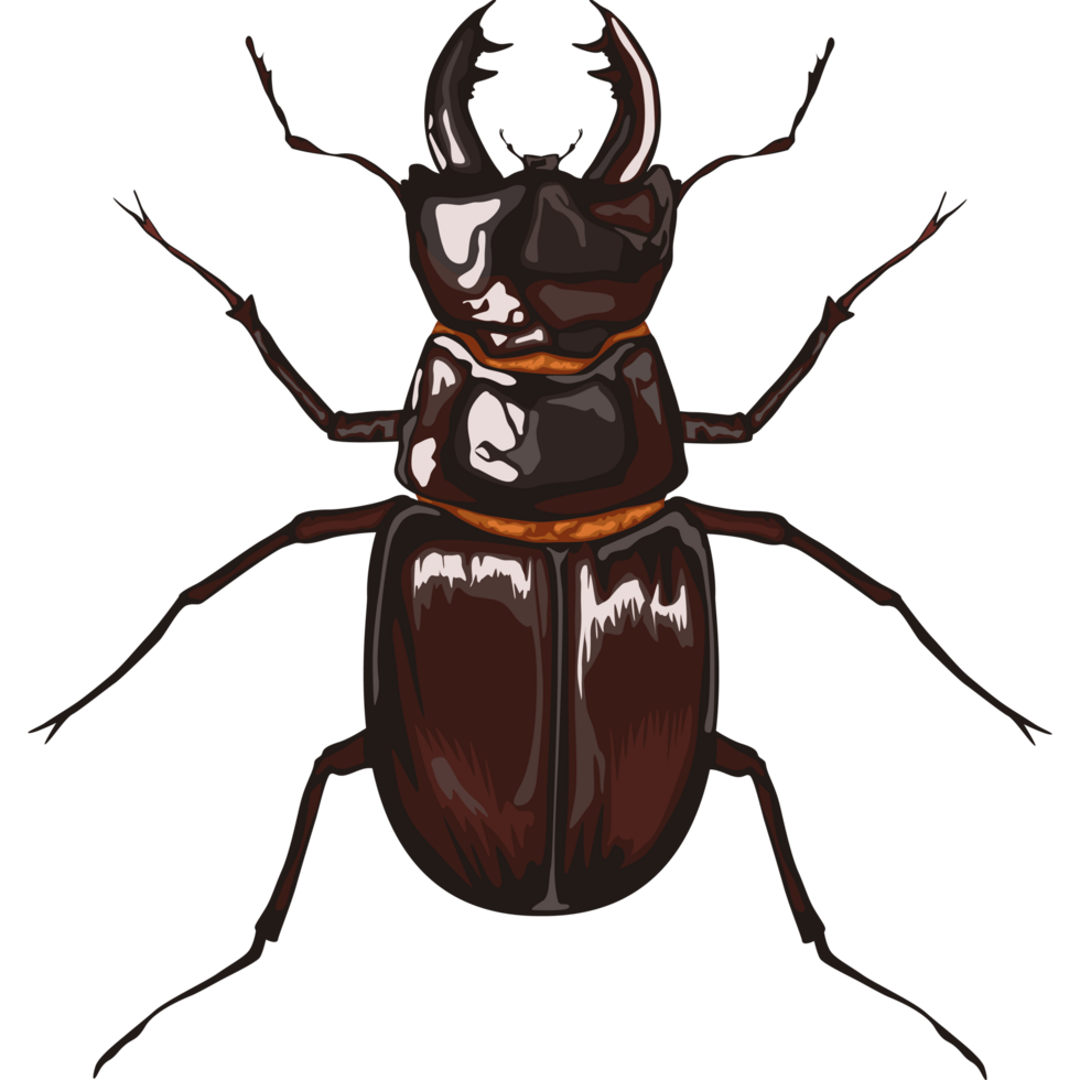 kever insect dier png