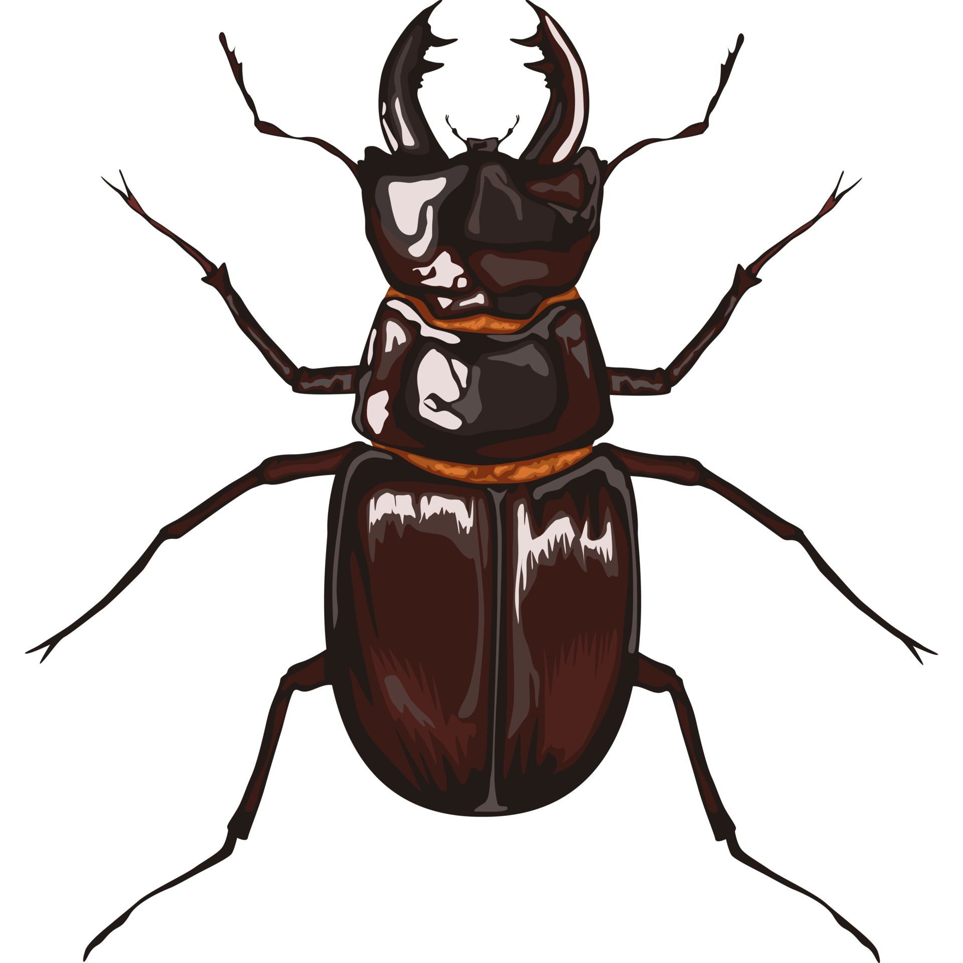 beetle insect animal 24091493 PNG