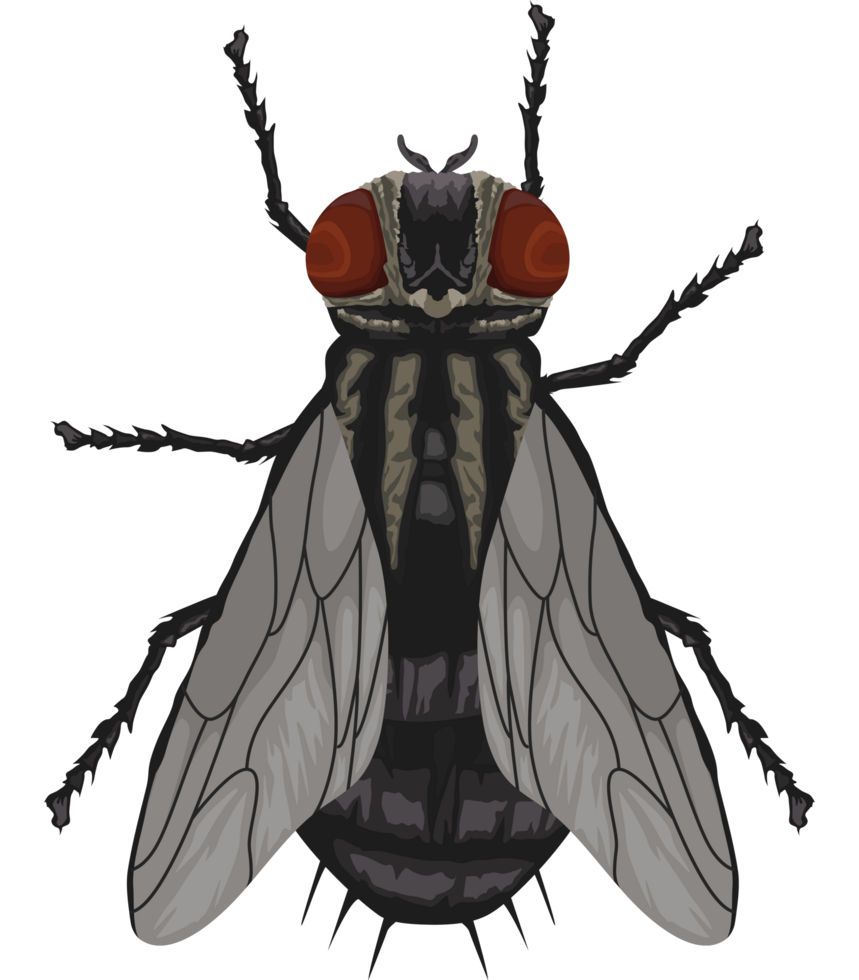 vlieg insect dier png