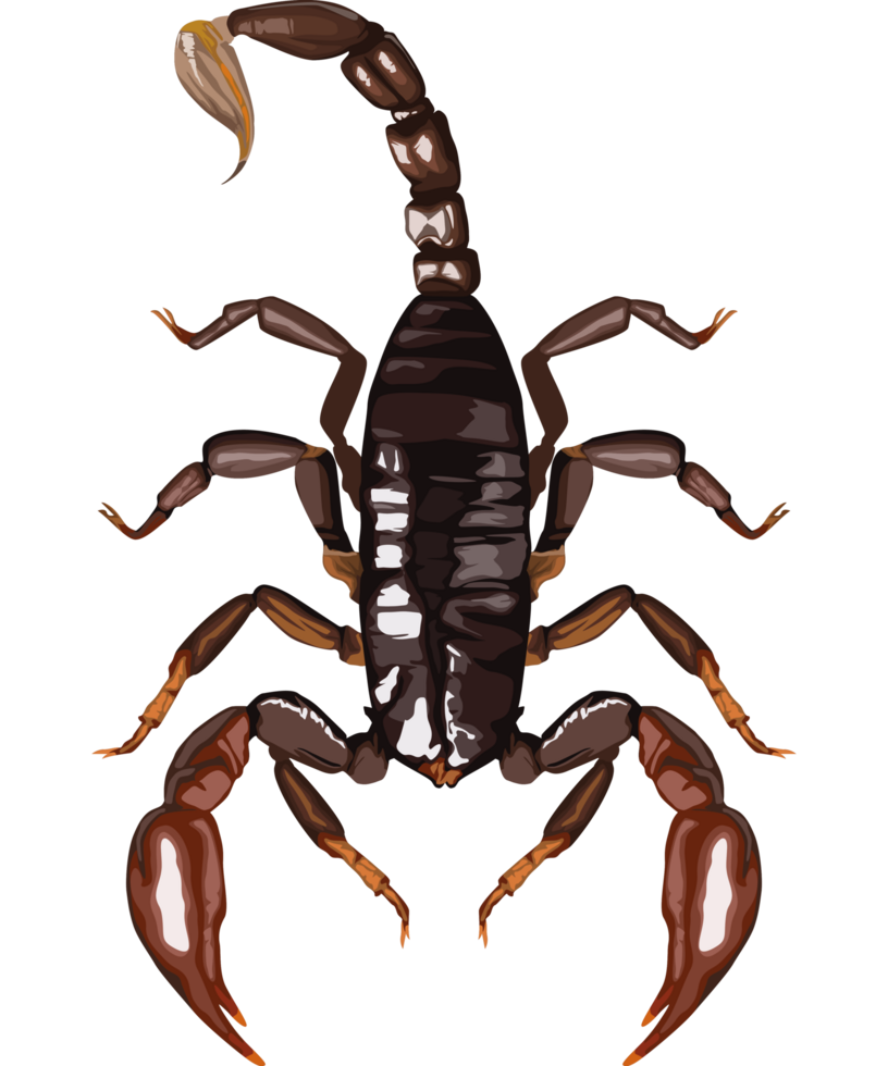 escorpião inseto perigoso png