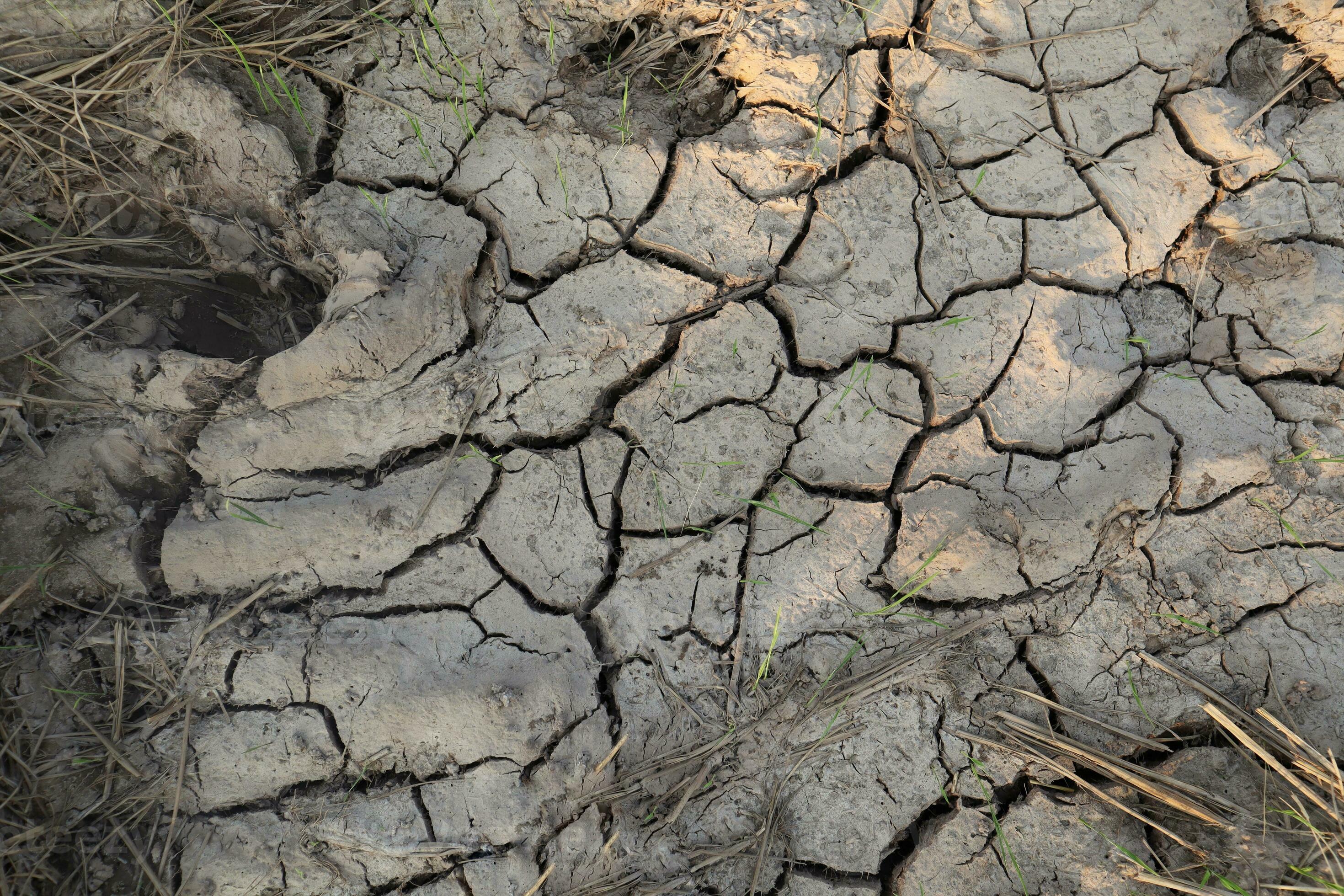 Background of dry land at the rice field during dry season. drought land. climate change concept