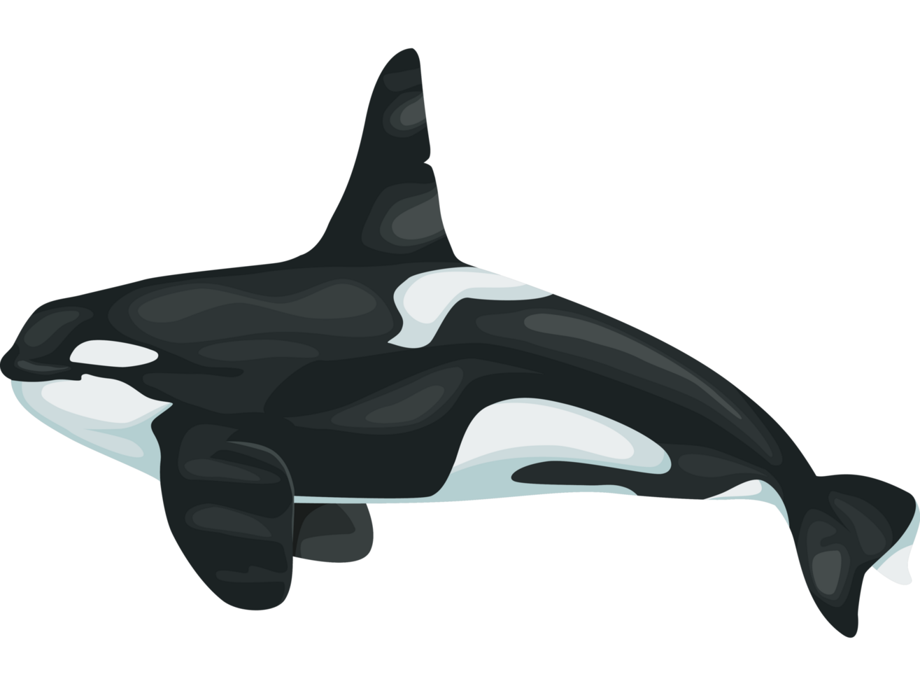 killer whale sealife png