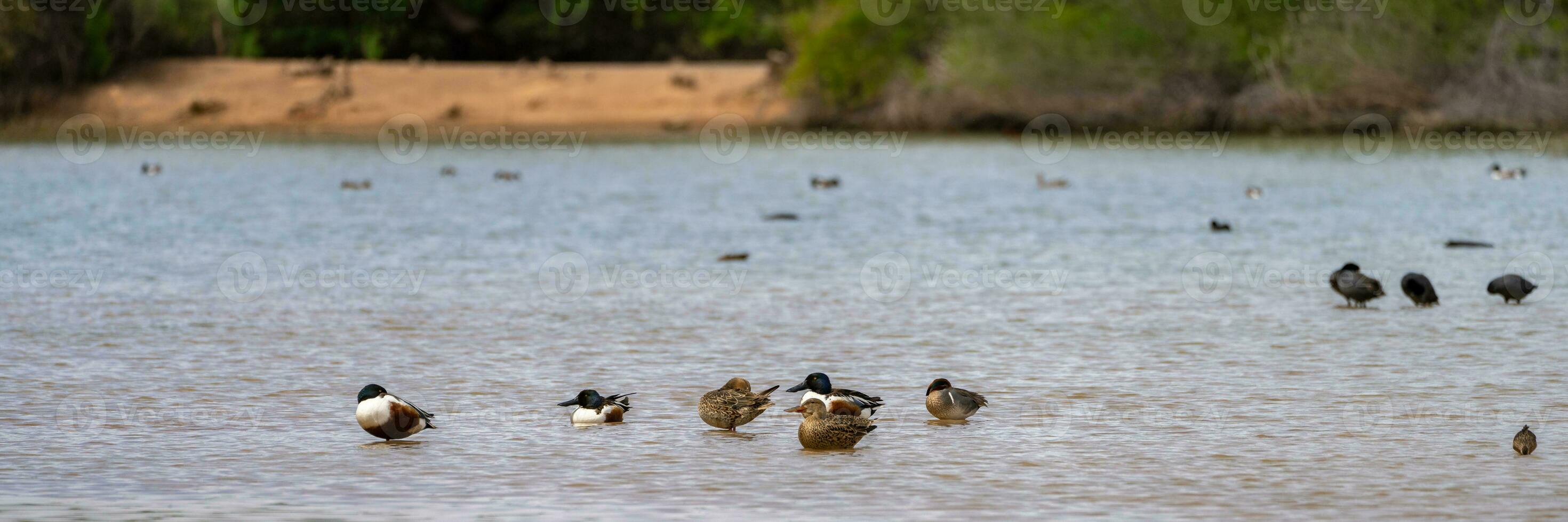 Gilbert Riparian Preserve in Central Arizona, USA, America. photo