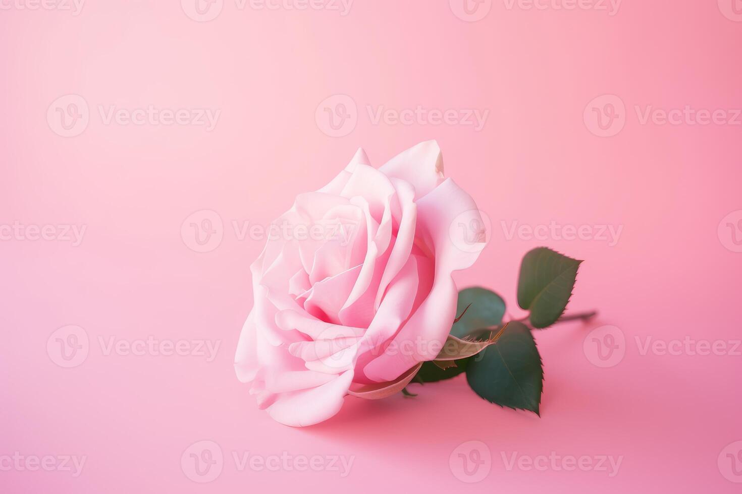 Shot of pink rose isolated on pink background photo