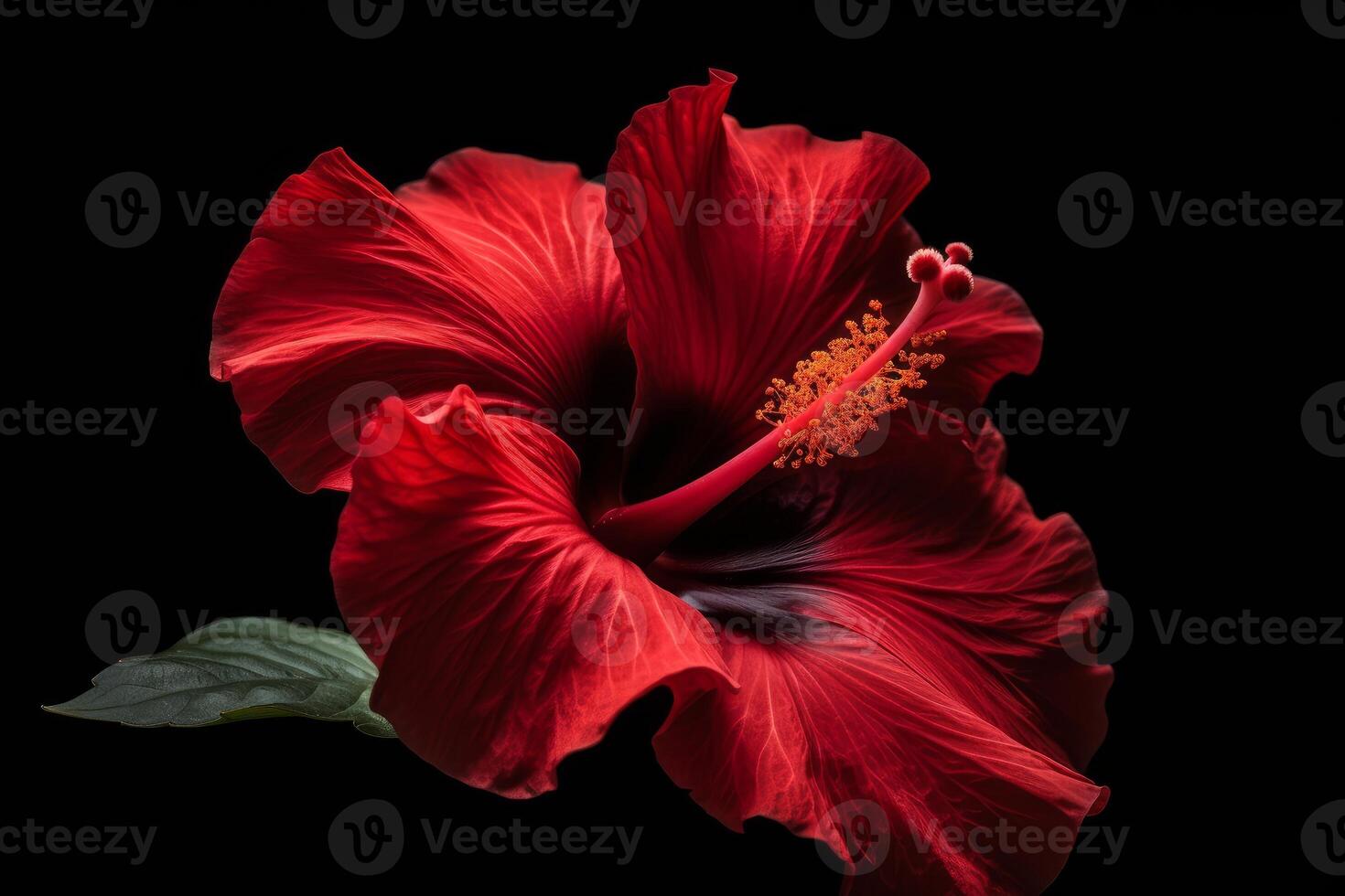 shot of red hibiscus flower on black background photo