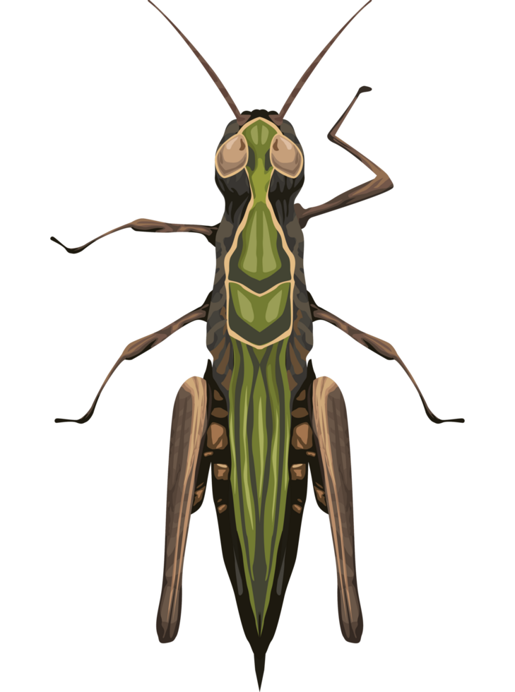 grasshopper garden insect png