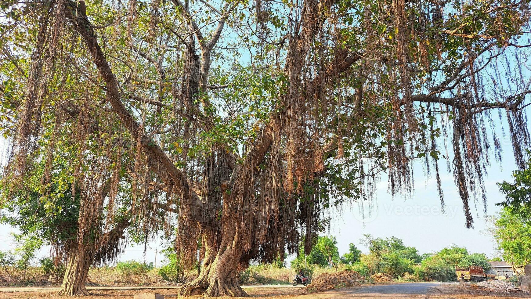 Indian village old banyan tree photo