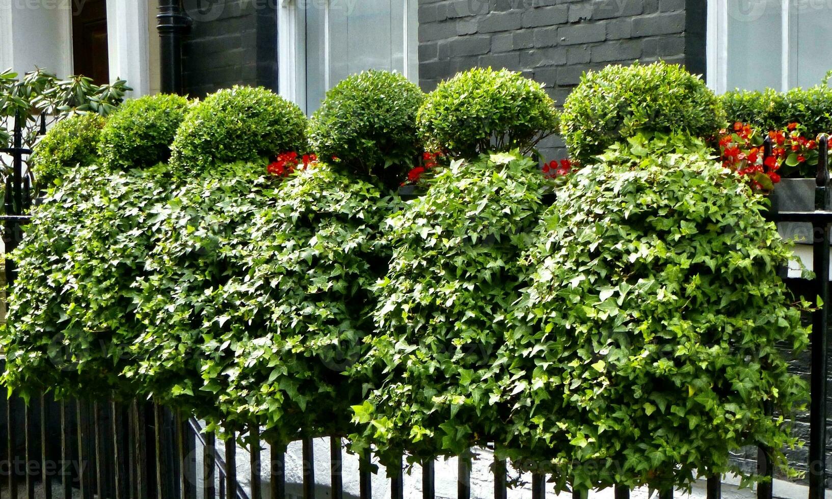 Beautiful window boxes with ivy and boxwoods 24094801 Stock Photo at