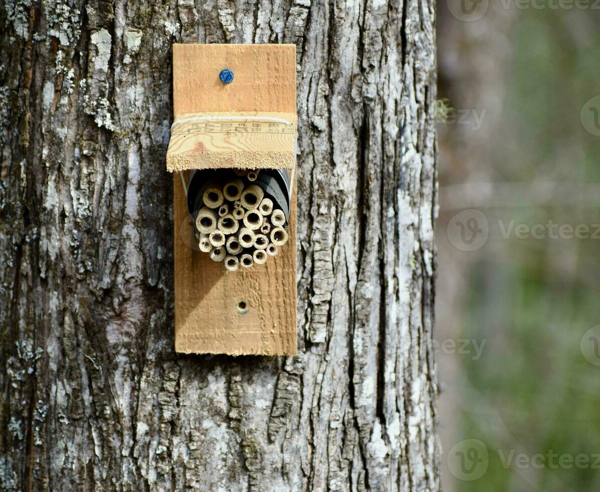 Solitary bee house on a tree in the forest photo