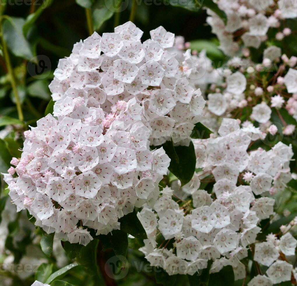 Mountain Laurel flowering in North Carolina photo