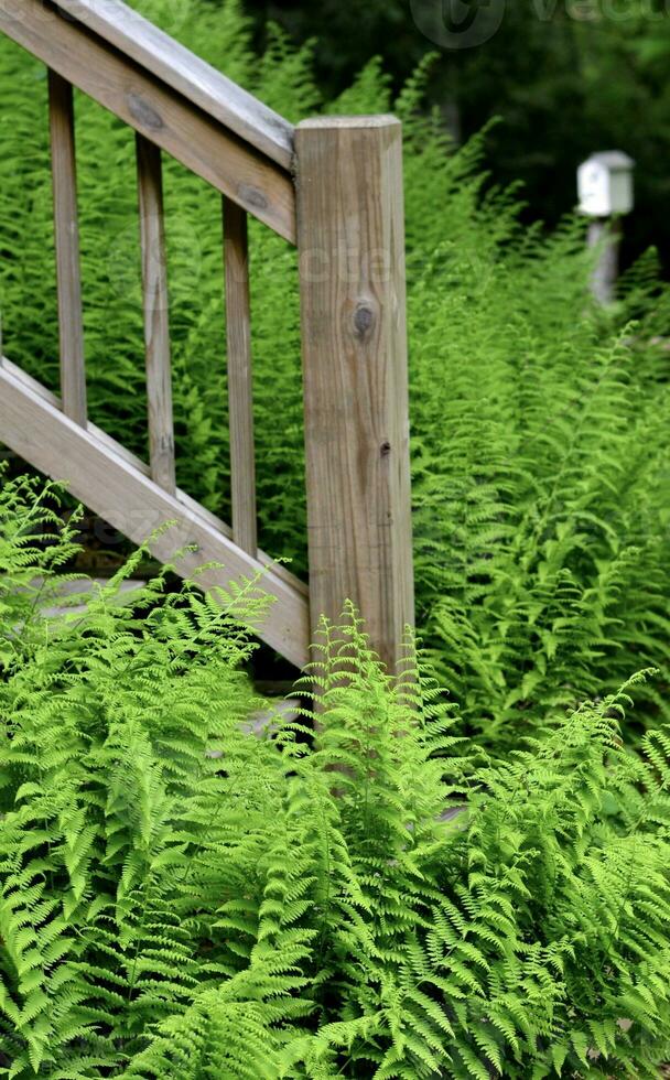 Hay-scented ferns surrounding wooden stairs photo