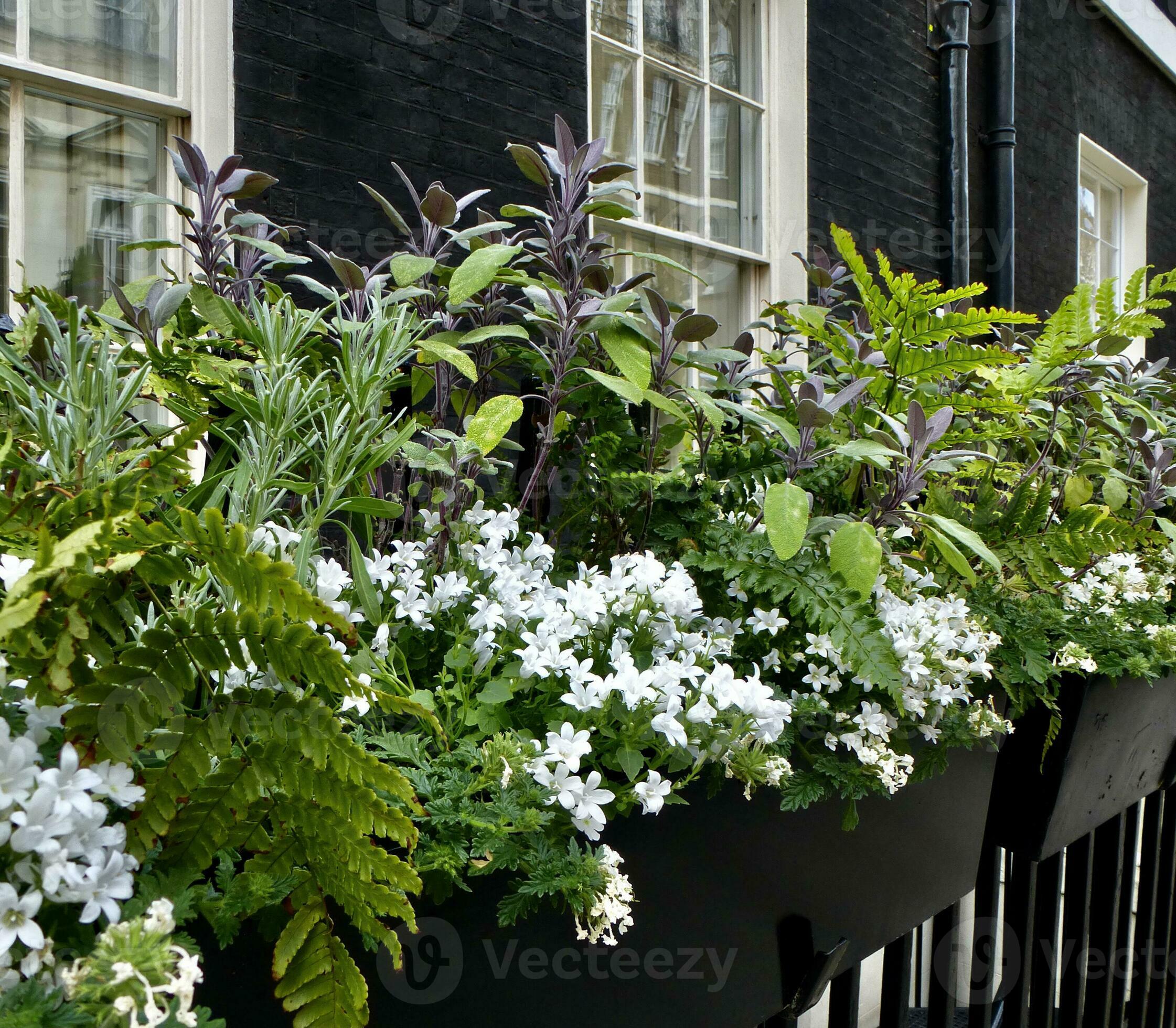 Window boxes with sage, rosemary, ferns and Italian bellflowers