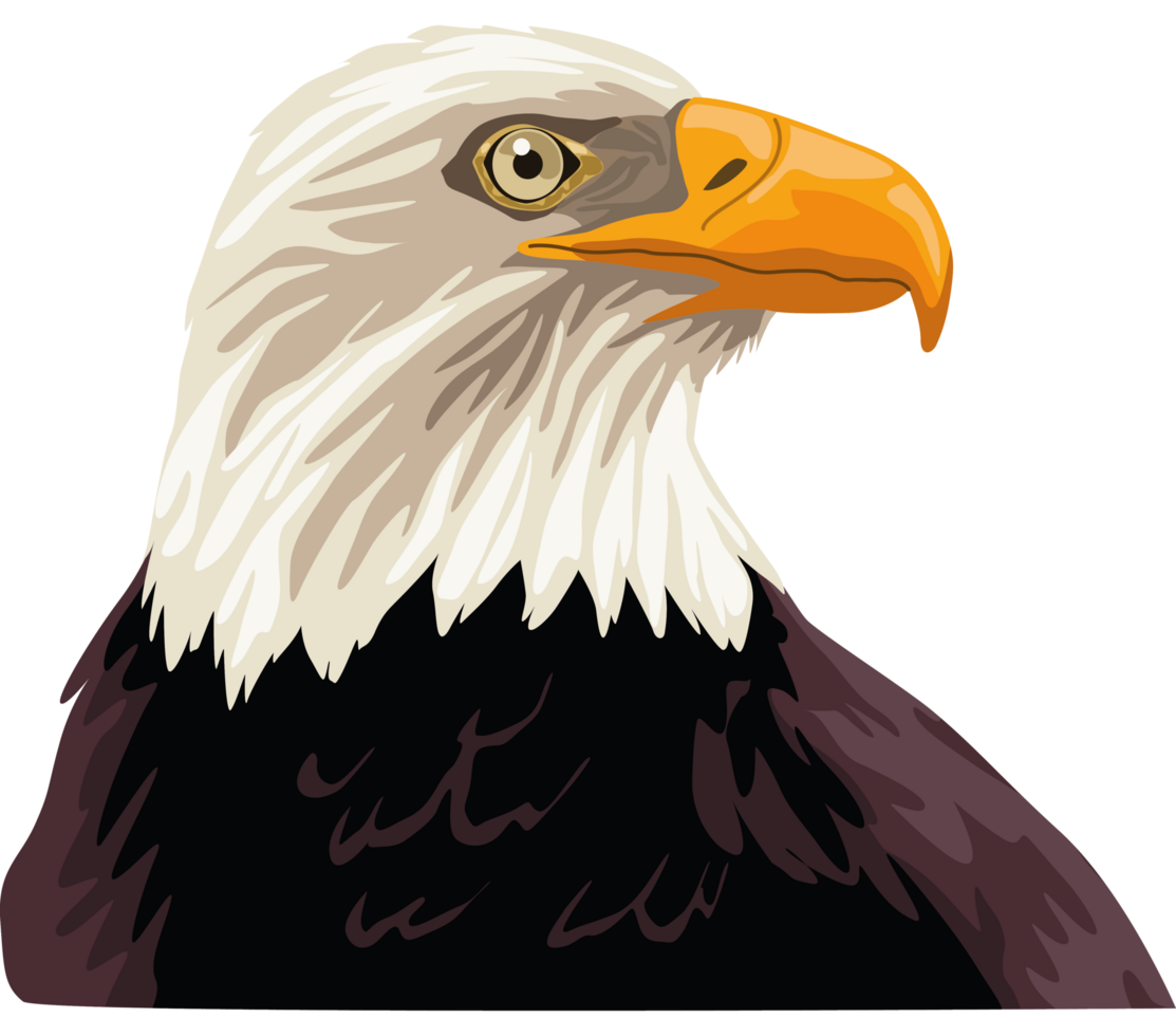 aigle chauve animal sauvage png